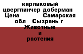 карликовый цвергпинчер доберман › Цена ­ 4 000 - Самарская обл., Сызрань г. Животные и растения » Собаки   